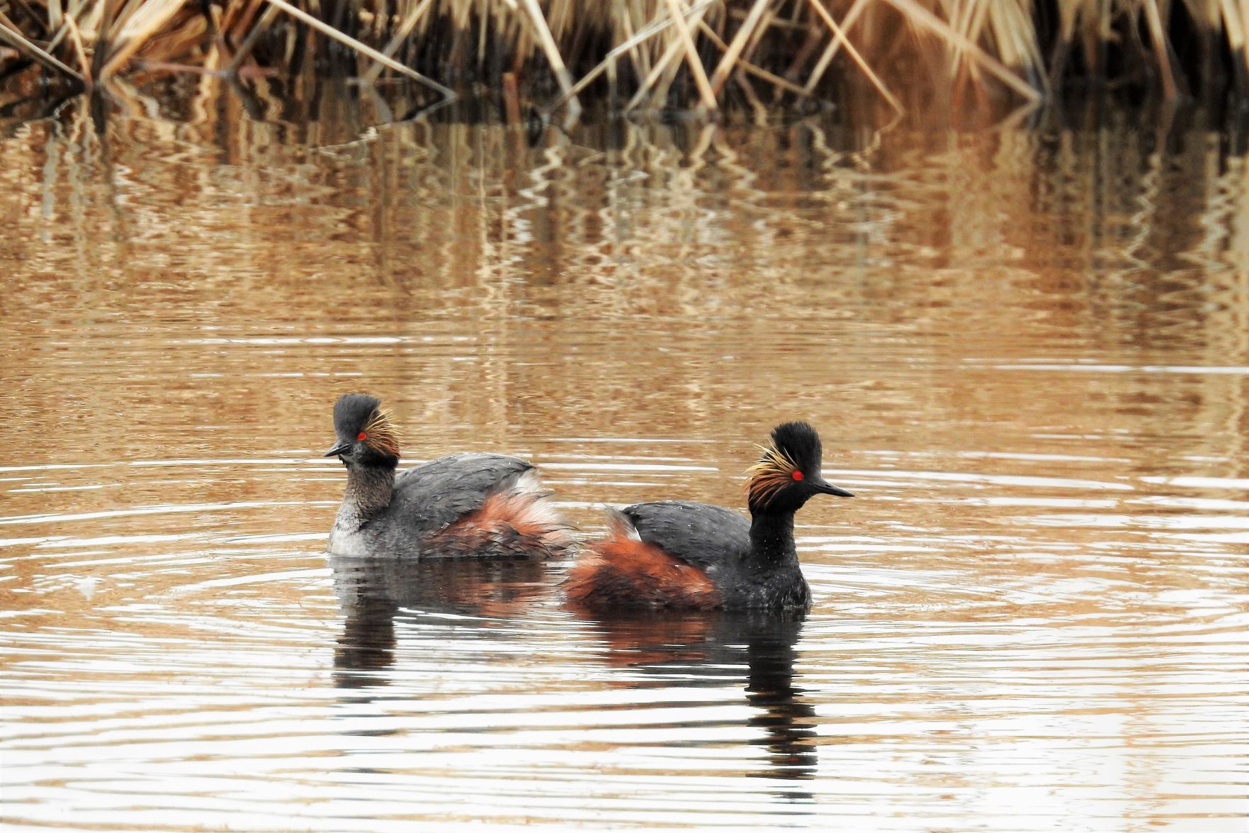 Eared Grebes
